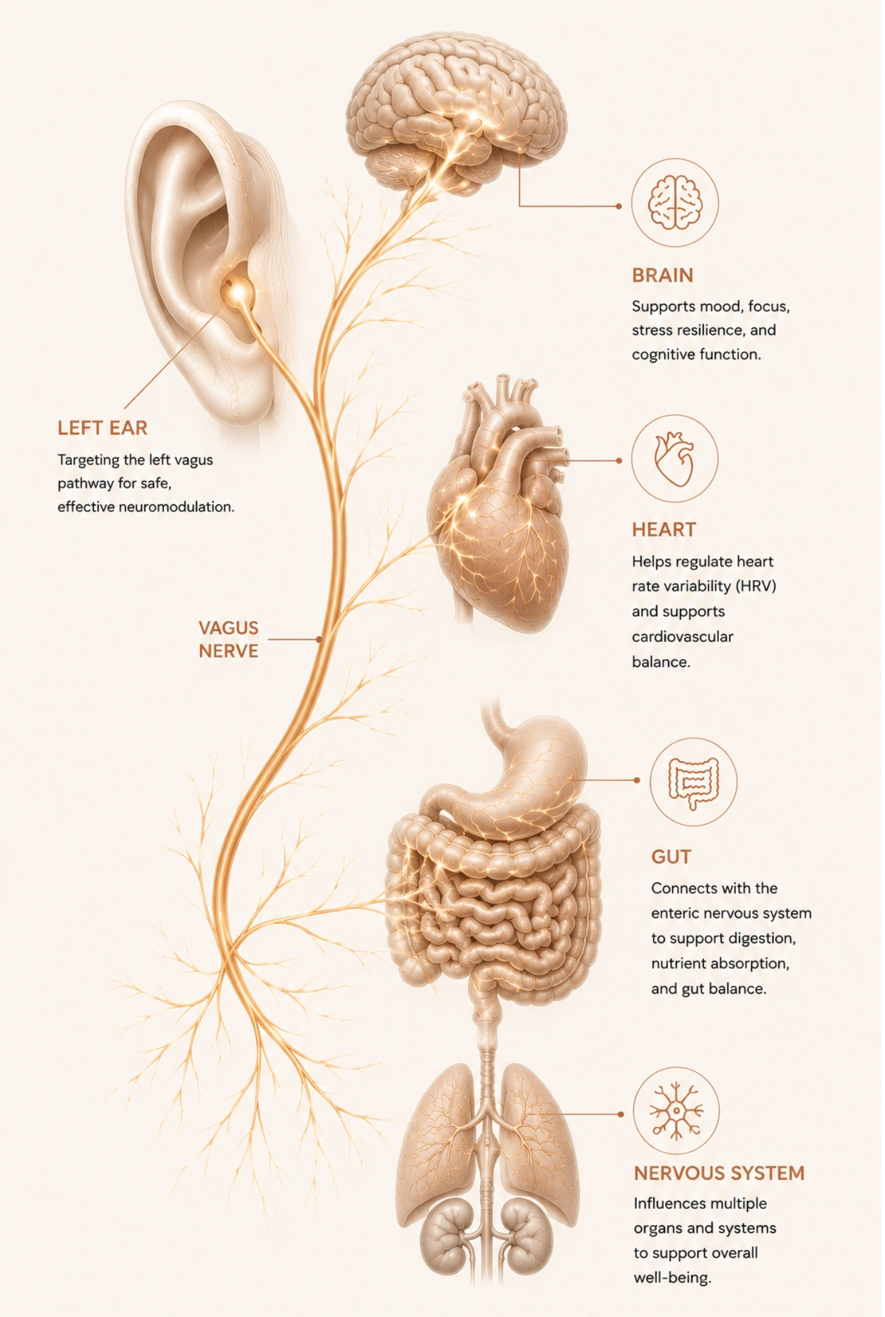 Left ear vagus nerve pathway diagram showing how the vagus nerve connects the ear to the brain, heart, gut, and nervous system